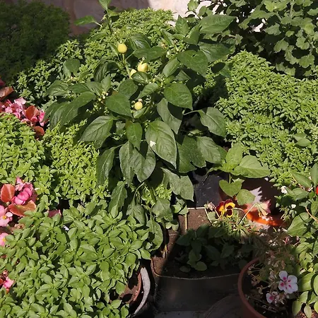 Turkish Cave House Ξενοδοχείο Ortahisar